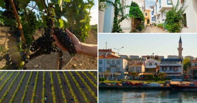 Turistlərin sevimli məkanı Bozcaada: Üzüm yığımına qoşulun