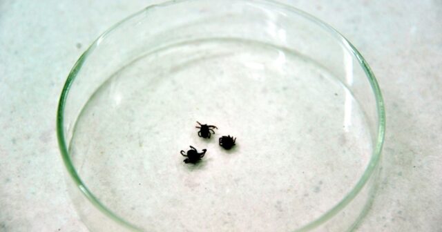 Çində yeni virus aşkar edildi