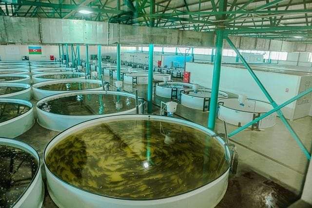 “Neftcala Fish” barəsində tədbir görüldü