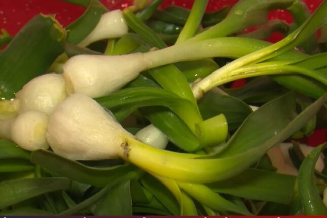 Laçının özünəməxsus bitkisi: “Sağlamlıq, mədə-bağırsaq üçün faydalıdır, vitaminlərlə zəngindir”