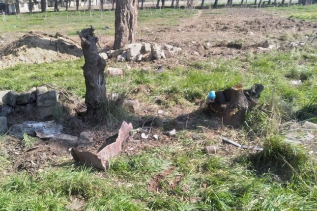 Genetik Ehtiyatlar İnstitutunda nə baş verir? – 60-70 illik ağacları kəsirlər… – FOTO