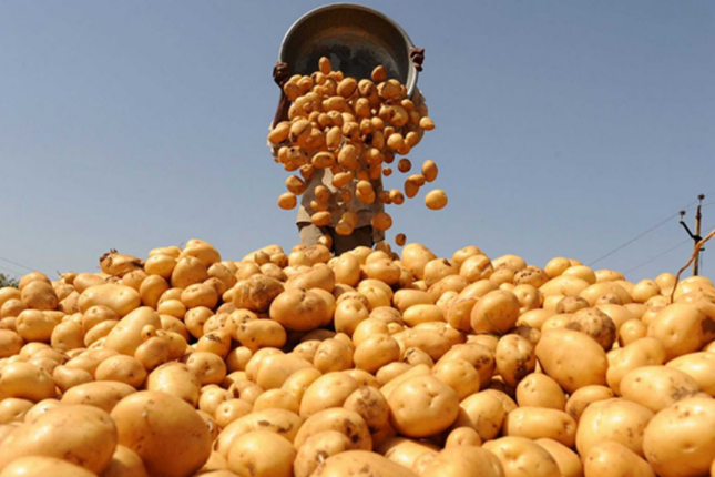 Azərbaycanda kartof kəskin bahalaşdı – QİYMƏT/SƏBƏB