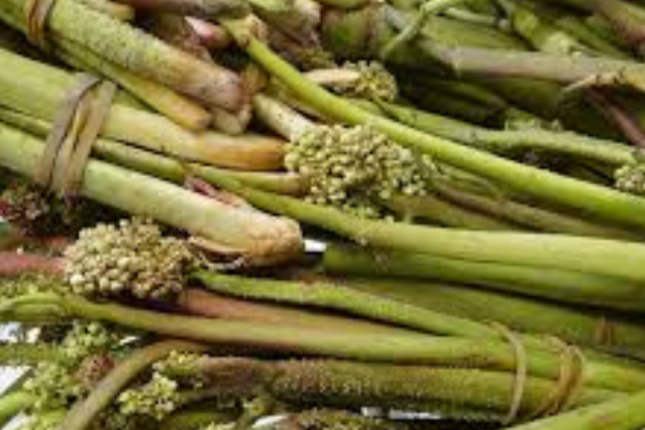 Xərçəngin müalicəsində yeni bitki