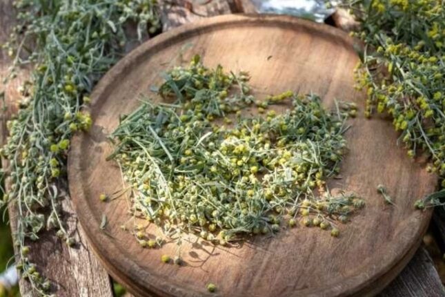 Stress və miqrenə SON: Bu bitki ilə rahatlıq tapacaqsınız