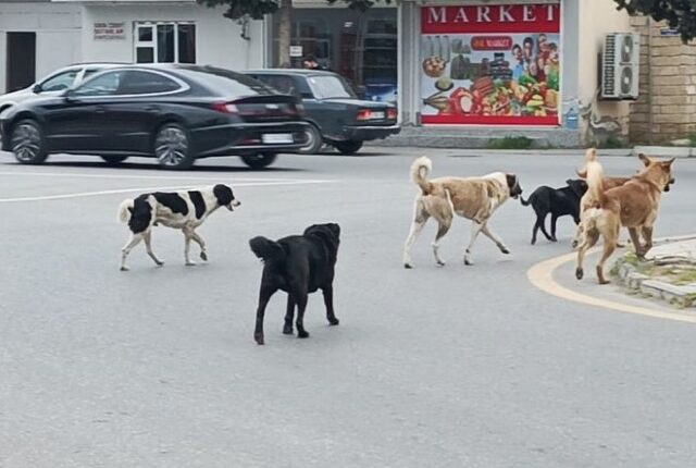 Xaçmazda sahibsiz küçə itləri sakinlərin kabusuna çevriliblər-FOTOLAR