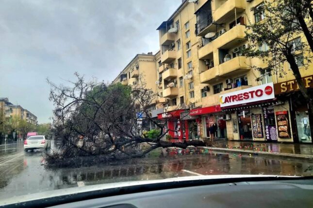 Aşan ağac avtmobil yolunu bağladı – FOTO