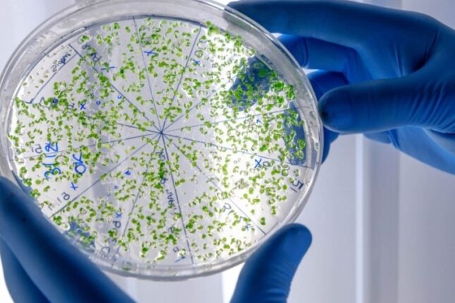 Ölümcül virus yayıldı: Azərbaycana gələcəkmi?