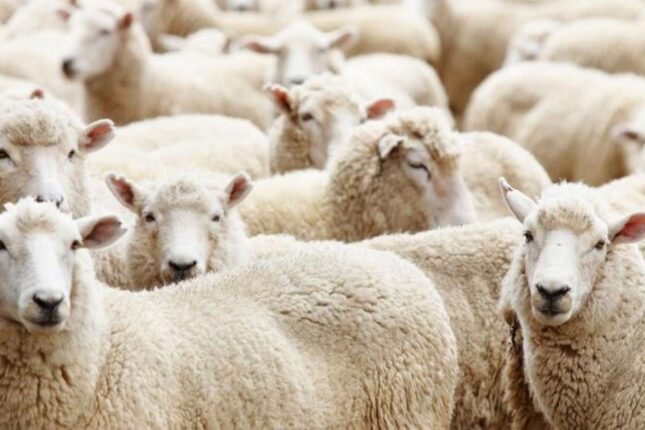 Qurbanlıq qoyunlar neçəyə satılır?