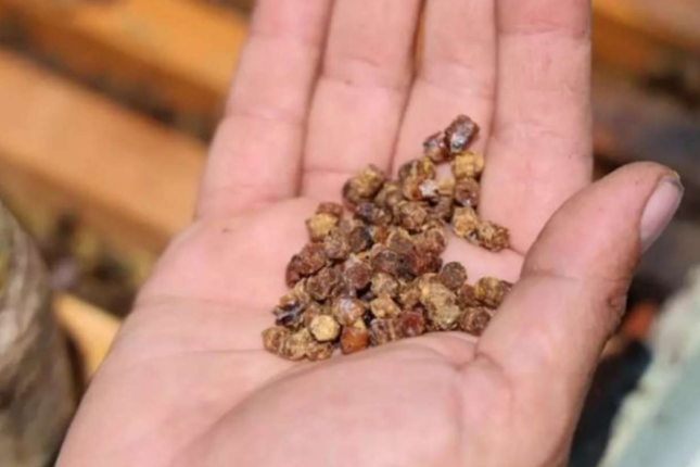 Bir vaxtlar zibil idi, indi qızıldan baha: Kilosu 300 manat…