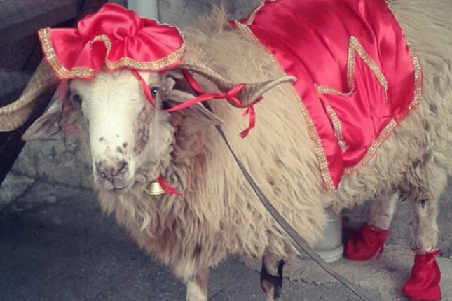 Qurbanlıq heyvana ortaq olmaq mümkündürmü? – DETALLAR Qurbanlıq heyvana ortaq olmaq mümkündürmü? – DETALLAR