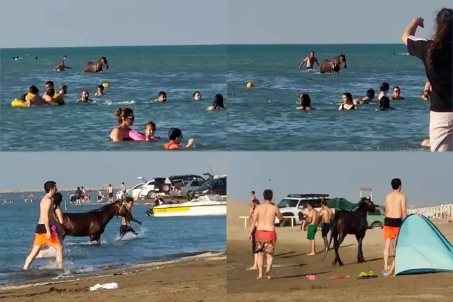 Pirşağı çimərliyində atlar insanlarla birlikdə çimir – VİDEO