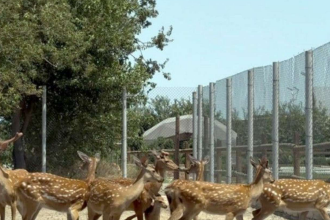 Bakıda qanunsuz saxlanılan heyvanlar XİLAS EDİLDİ