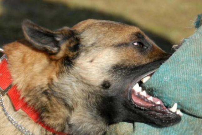 6 ayda Azərbaycanda 22 min insanı it qapıb – TƏFƏRRÜAT