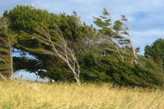 Küləkli hava şəraiti ilə bağlı sarı xəbərdarlıq verildi