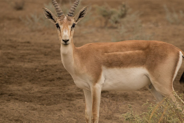 “Ceyranı bişirib uşaqlarımla yedik”
