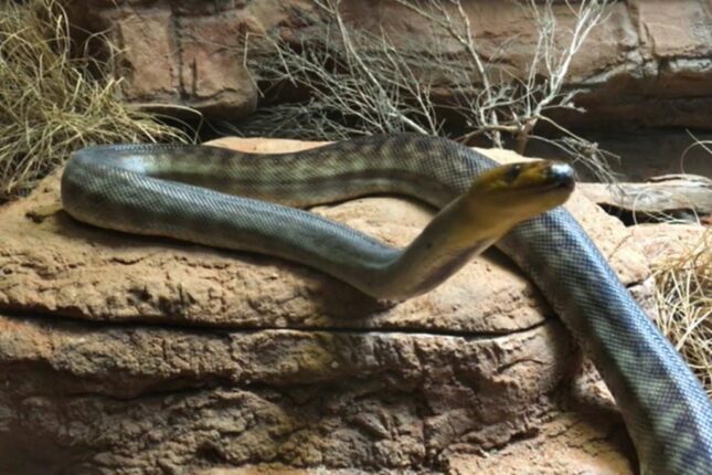 Dünyanın ən zəhərli ilanı budur – Bir sancması 100 heyvanı öldürəmyə bəs edir (VİDEO)