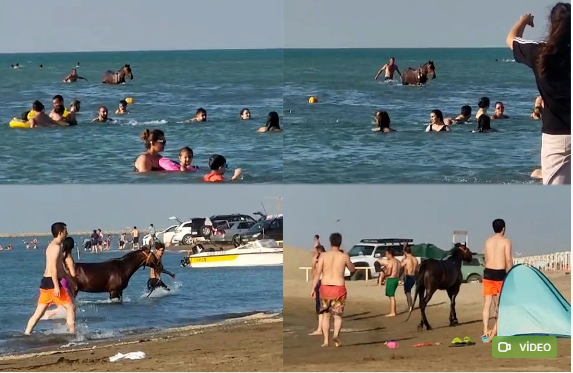 Atları çimərliyə salan şəxs məsuliyyətə cəlb edildi