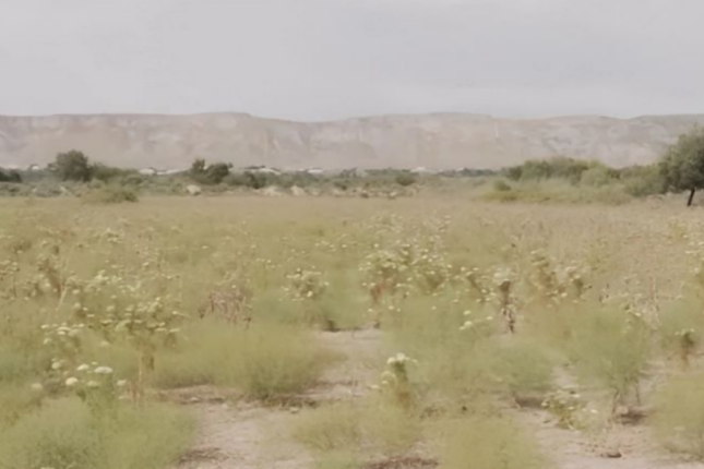 Keçmiş bələdiyyə sədri örüş sahələrini satıb -VİDEO