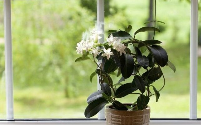 Bu bitki evin temperaturunu 4 dərəcə aşağı salır