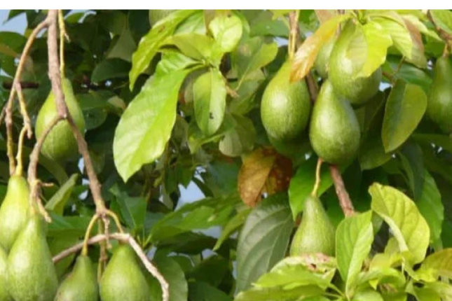 Bu meyvə ömrü uzadır