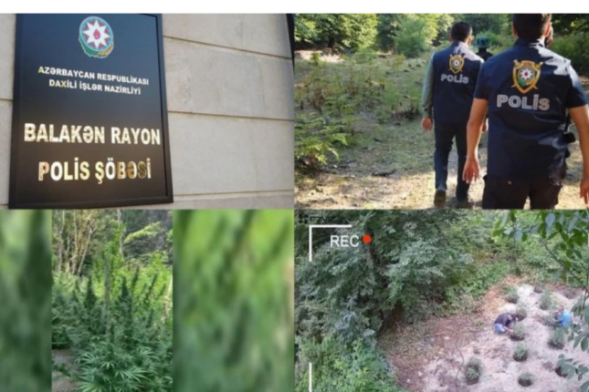 Balakəndə dağda narkotik becərən silahlı dəstə ifşa olunaraq həbs edildi – VİDEO