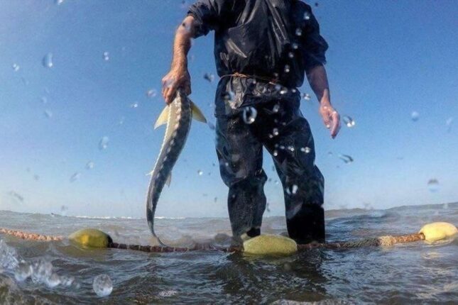 Azərbaycanda bu tarixdən balıq ovuna icazə veriləcək