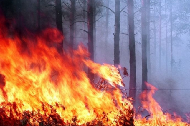 Qazaxda meşəlik ərazidə yanğın başladı: İki helikopter cəlb olundu