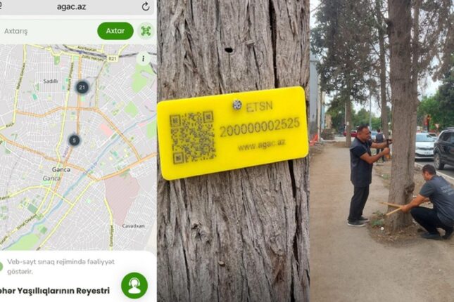 Bakı, Qubadlı və İmişidə ağaclar qanunsuz kəsilib, 71 750 manat ziyan dəyib