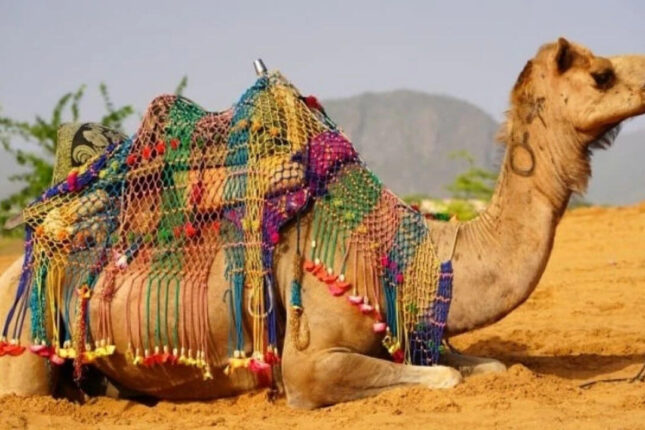 Bəzi ölkələrdən Azərbaycana dəvə gətirilməsinə məhdudiyyət qoyuldu