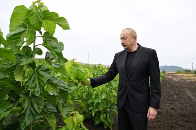 Prezident Xocalıda tut bağında -FOTOLAR