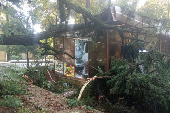 İsmayıllıda ağac kafenin üzərinə aşdı – FOTO