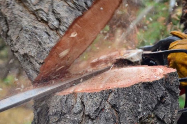 Astarada ağac kəsiminə görə cinayət işi başlanıldı