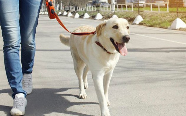 Bu şəhərə itlə getməyin xərci olacaq…