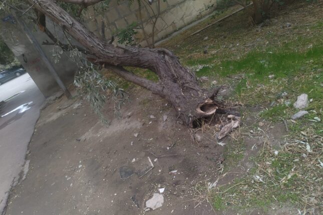 Hövsanda təhlükə, qurumlar biganə — “Ağaca toxunsaq, cərimələnəcəyik”  – FOTOLAR