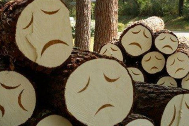 Kürdəxanı yolunda ağacların soyqırımı — Obyektə hazırlıq