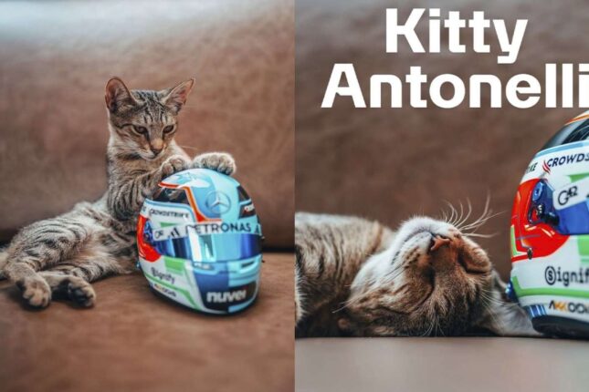 Bakıdakı pişik bir günə məşhurlaşdı – Video – Fotolar