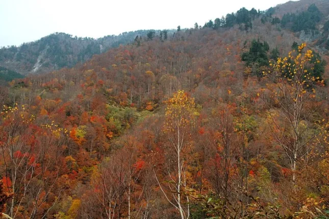 Azərbaycana payız bu tarixdə gələcək