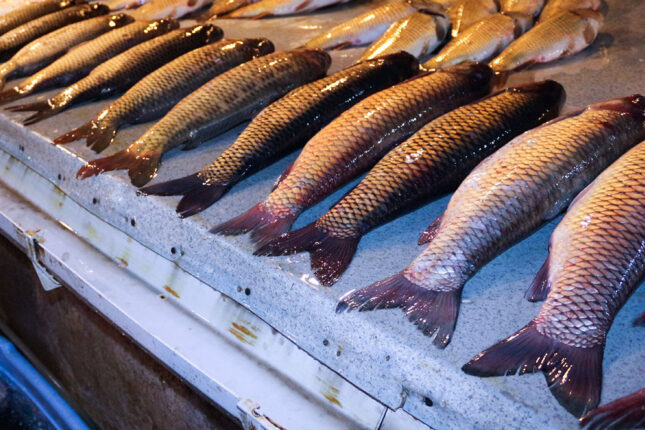 “Balıq alarkən, qulağına yox, bu hissələrinə diqqət edin, günah hesab edilən balıq…” — AĞA SALAMOV