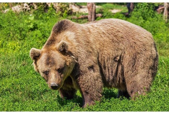Bakı Zooloji Parkında ayıların DAVASI – VİDEO