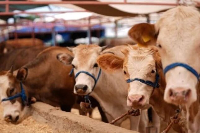 Bu tarixdən ölkə üzrə heyvan bazarları müvəqqəti bağlanacaq