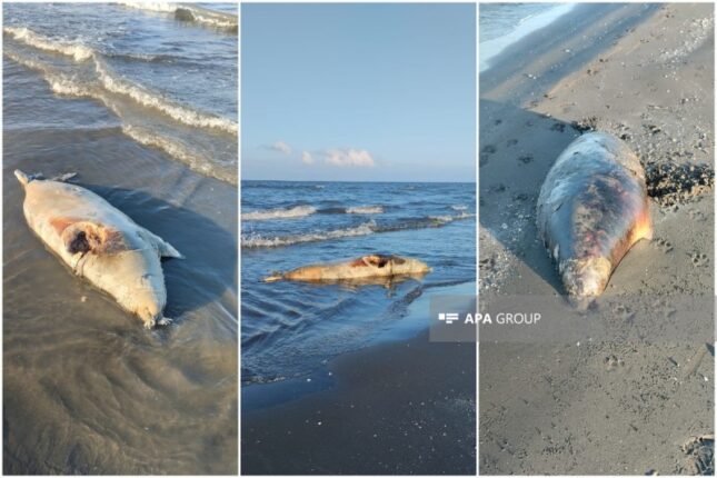 Xəzərin Xaçmaz sahillərində suiti cəsədləri aşkarlanıb