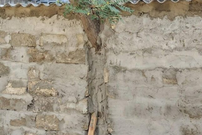 Nizami rayonunda “yaşıl vəhşilik” – Foto