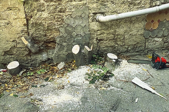 Bakının mərkəzində ağacları qıran 4 nəfər saxlanıldı (FOTO)