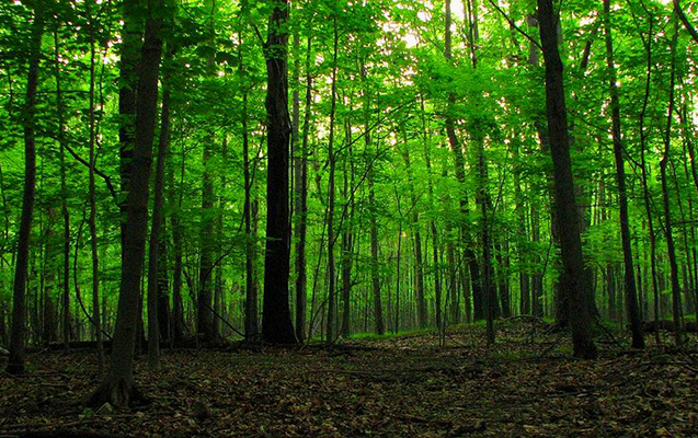 Qusarda meşəbəyi həbs edildi – Rüşvətdə ittiham olunur