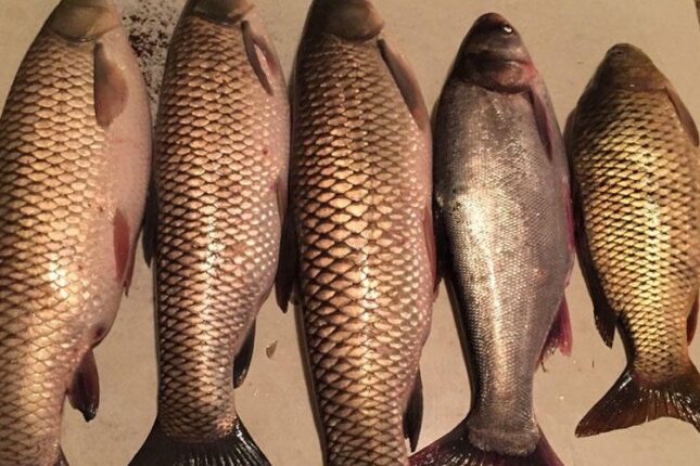 “Balıqlara yem əvəzinə insan nəcisi verilir” – Azərbaycanda tükürpədici biznes