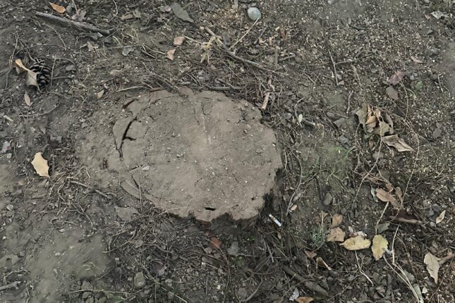 Böyük yaşıllıq ərazi məhv edildi… İki dövlət qurumundan fərqli CAVAB (FOTO,VİDEO)