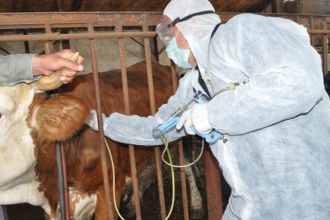 Ət bahalaşır, heyvanlar tələf olur… Dabaq böhranı necə idarə olunur?