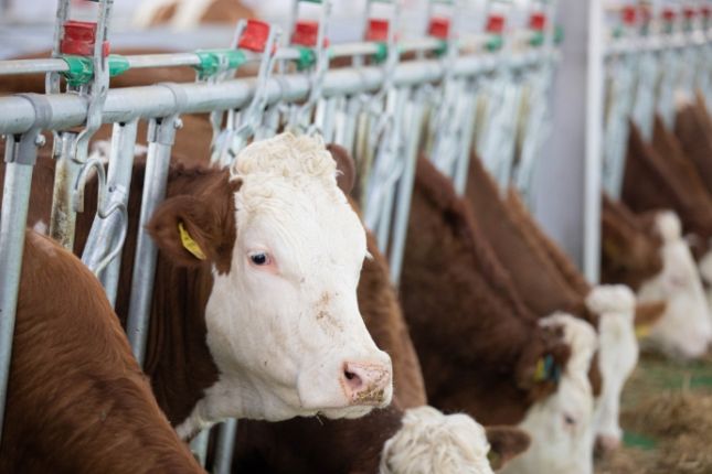 Damazlıq təsərrüfatı necə çökdürülüb?