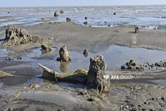 Xəzər geri çəkildi, Lənkəranda qədim meşə qalıqları üzə çıxdı (FOTO)