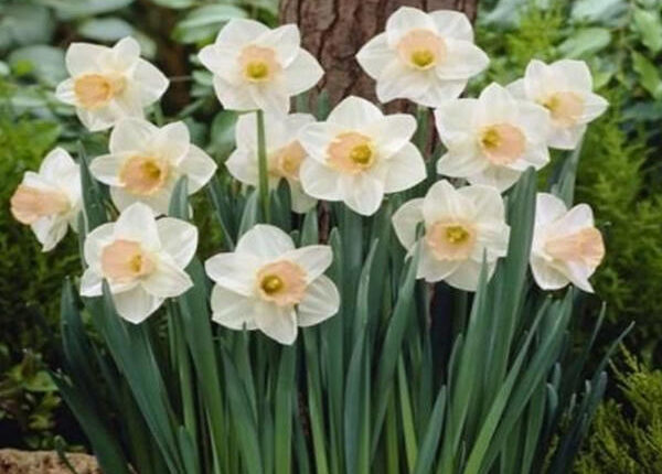 Nərgiz bitkisi: gözəlliyin arxasındakı gizli faydalar Nərgiz bitkisi: gözəlliyin arxasındakı gizli faydalar